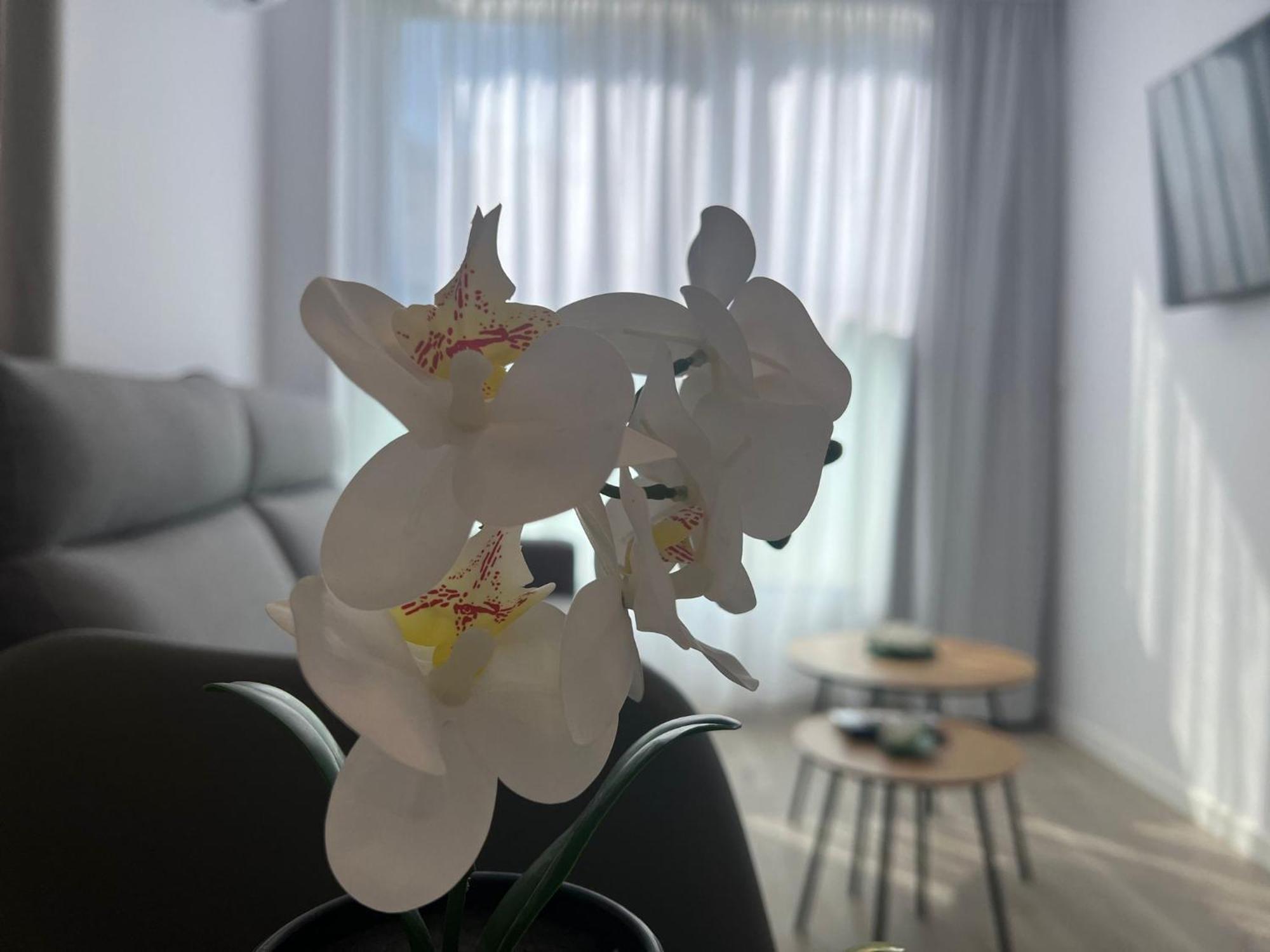 Apartamentos Aurea Pal 8 Y Gran Atenea Esperanto 5 Benidorm Kültér fotó